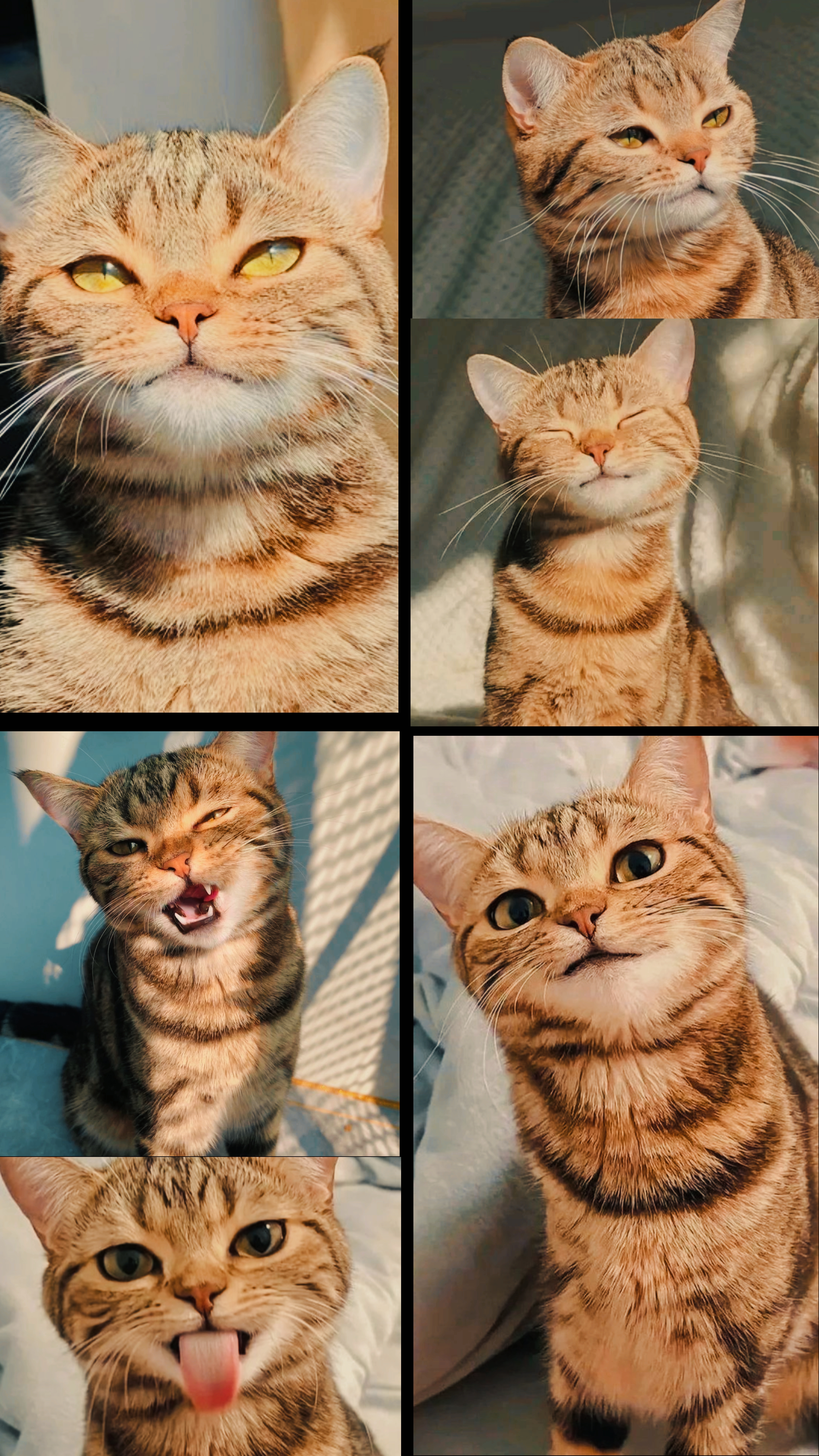 sevimli kedi 