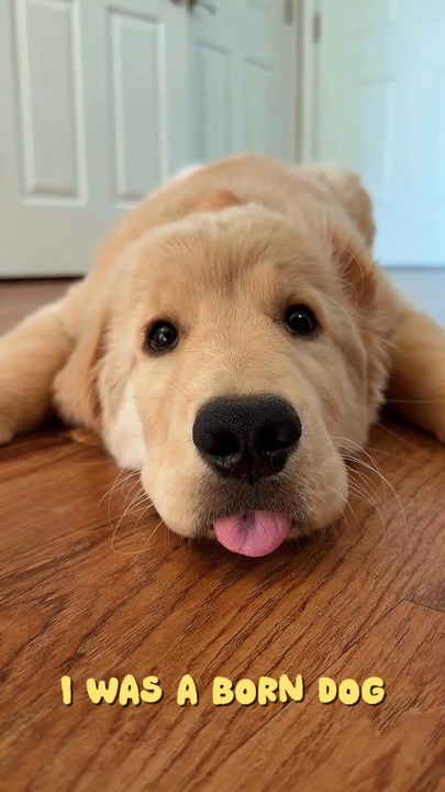 Eu era um cachorro nato
