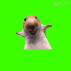 meme hamster