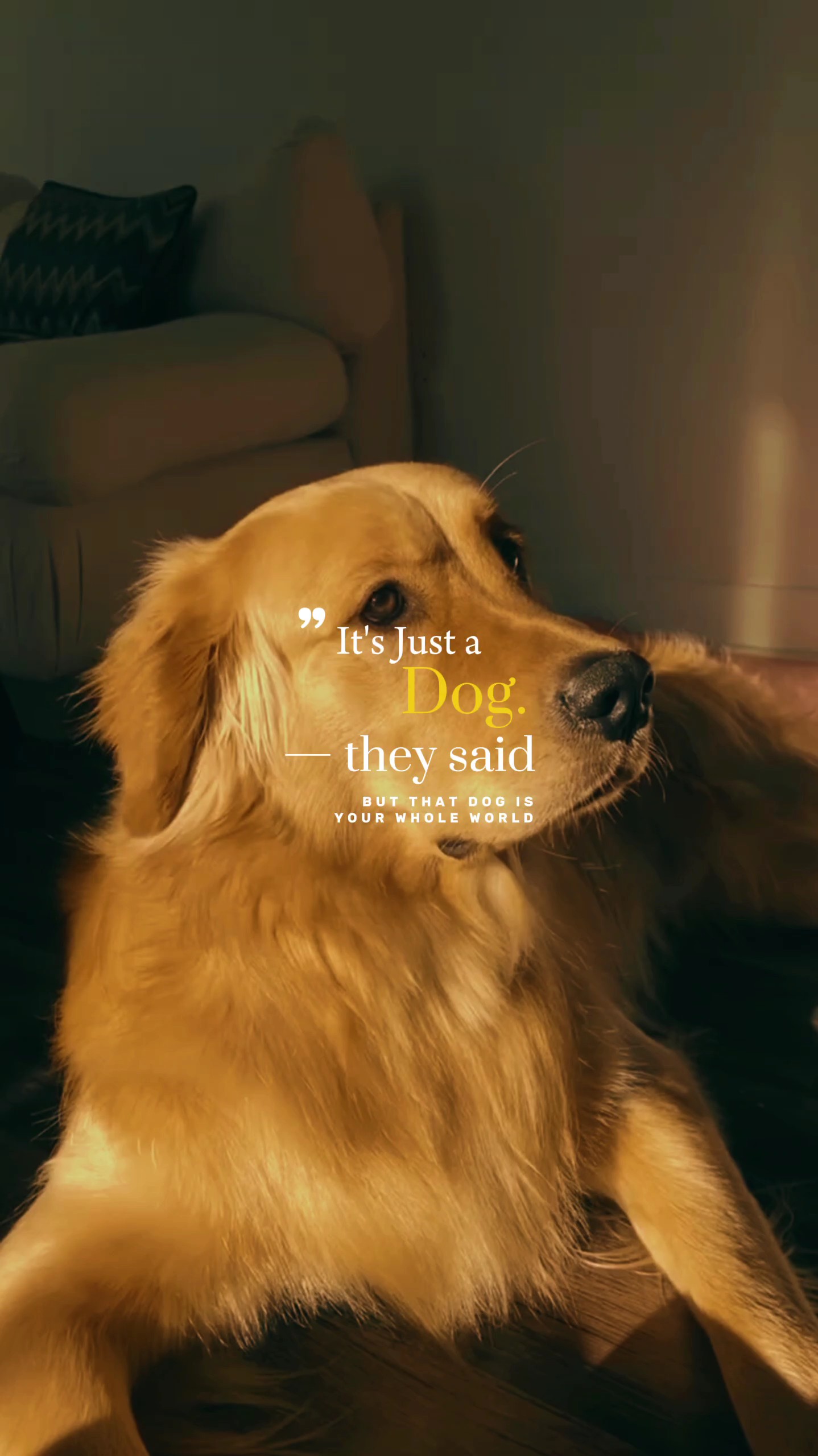 O sadece bir köpek 