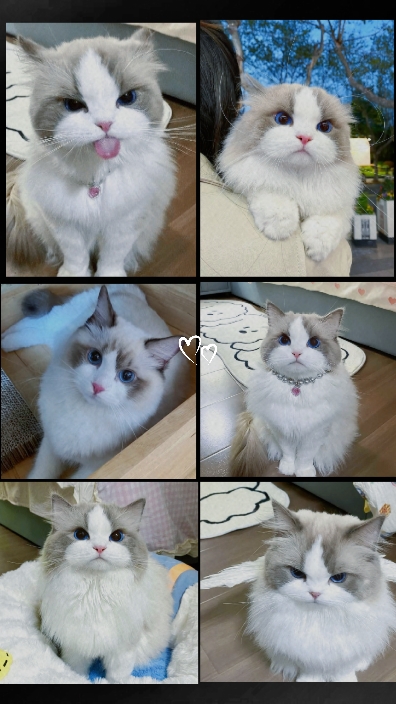 Mi gatito
