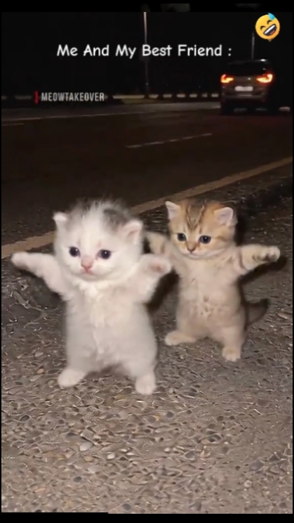 Editar texto, gato divertido