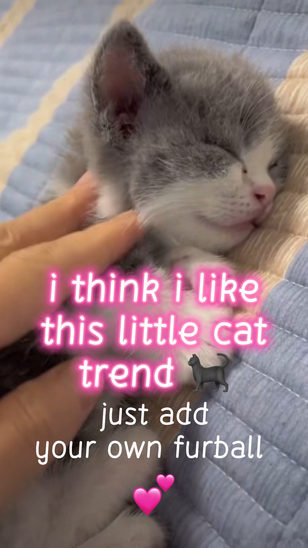 이 작은 고양이