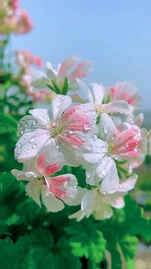aesthetic na mga bulaklak 