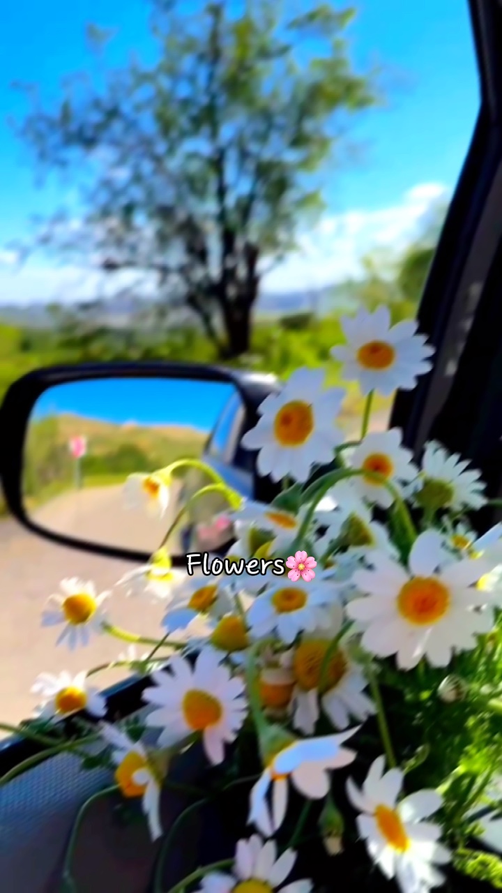 Blumen 1 Video 