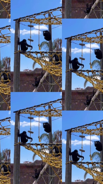 Zoo 