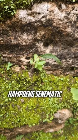 senematic tebing