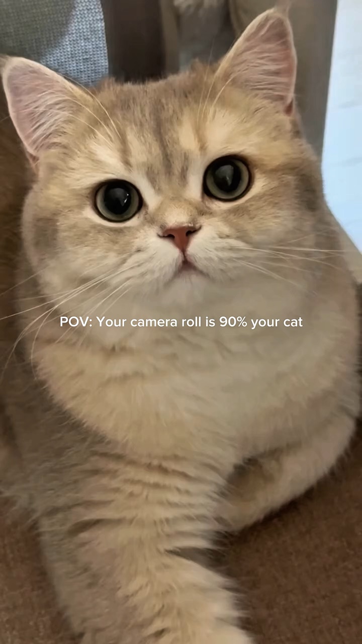 POV: Katzenliebhaber