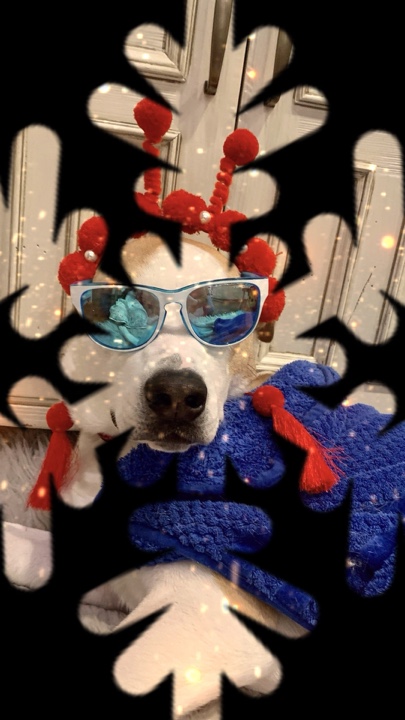 Mascota navideña