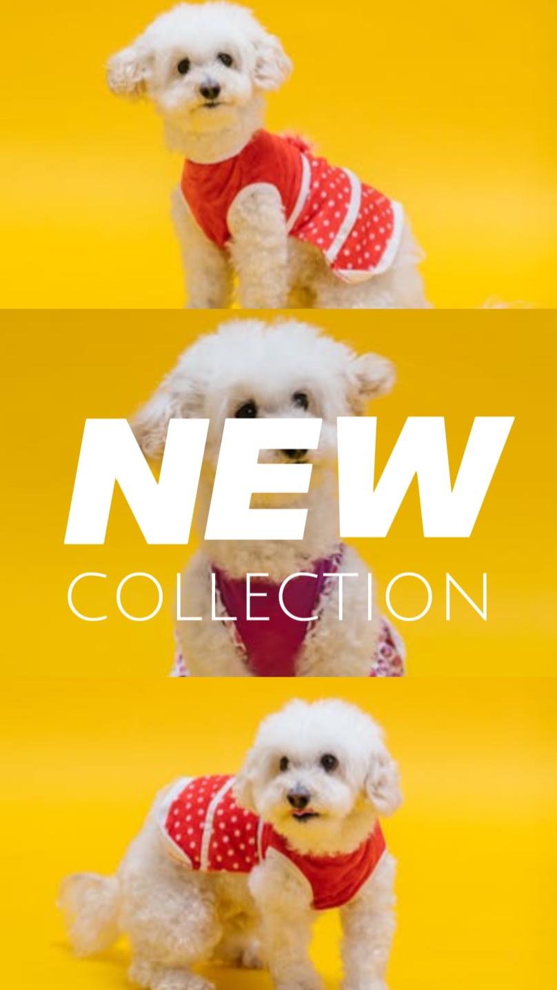 EXIBIÇÃO DE PRODUTOS DE ROUPA PARA ANIMAIS DE ESTIMAÇÃO