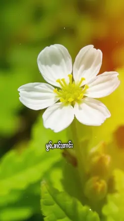 သႂ်ႇပုင်ႇ 1