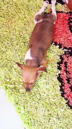 cachorro fofo
