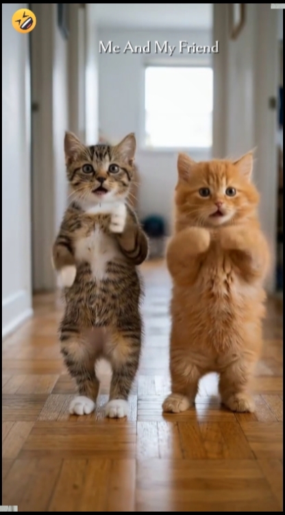 Tendencia del gato de baile