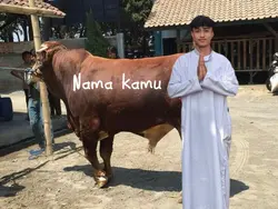 sapi kurban ku 