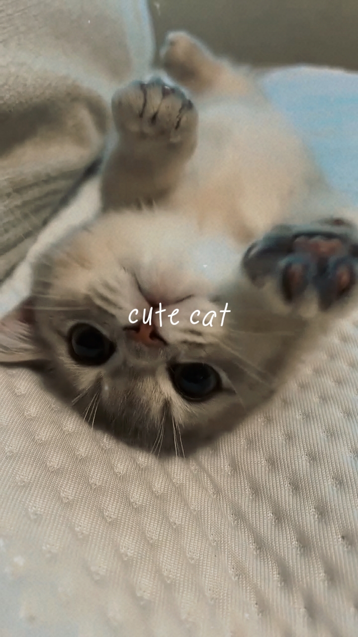 Lindo gato