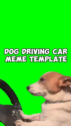 Dog Driving Car meme