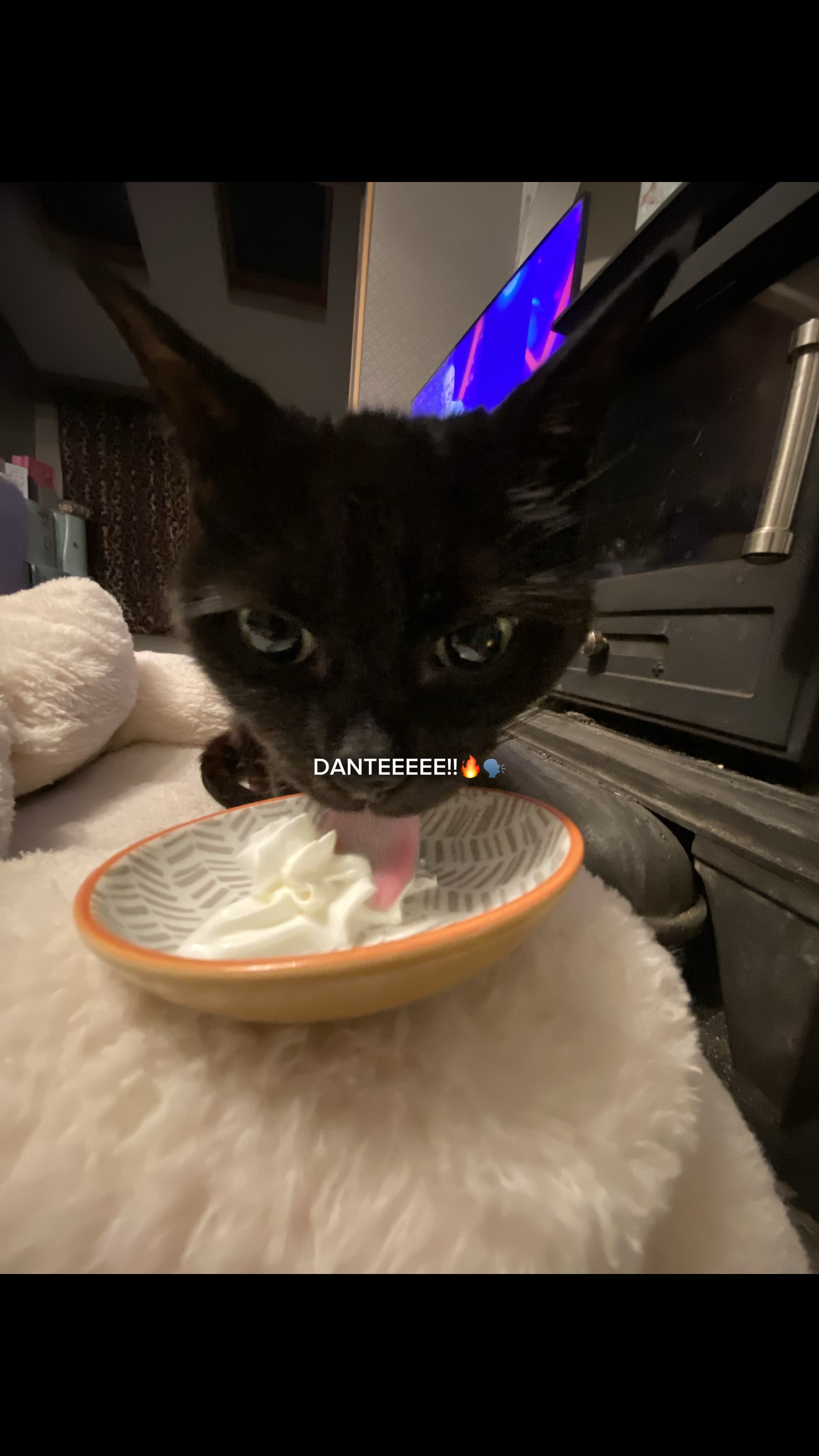 whipped cream lover