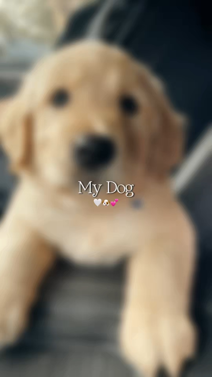 Mon chien 