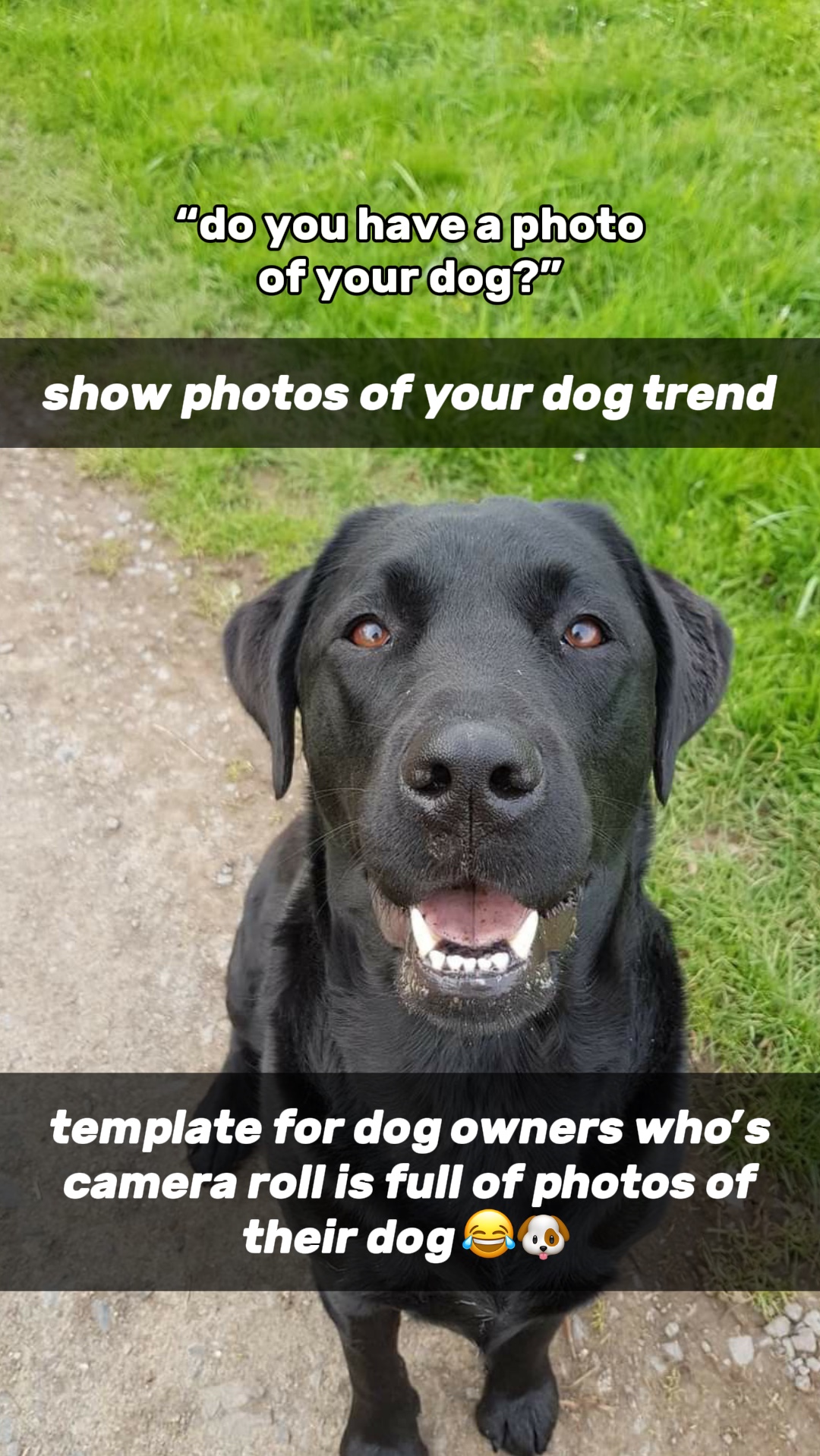 Foto de tu perro 🐶 