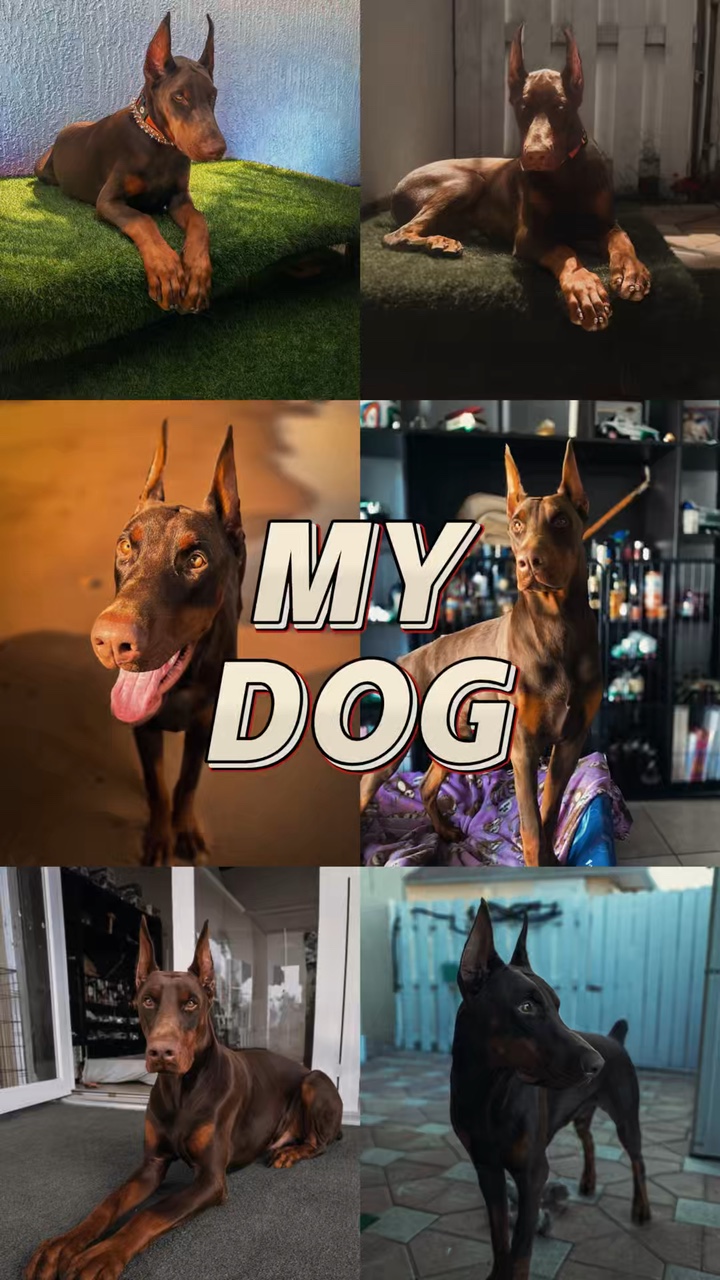 Dog dump photo