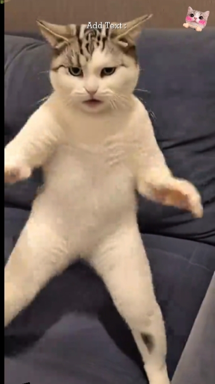 Gato gracioso. 