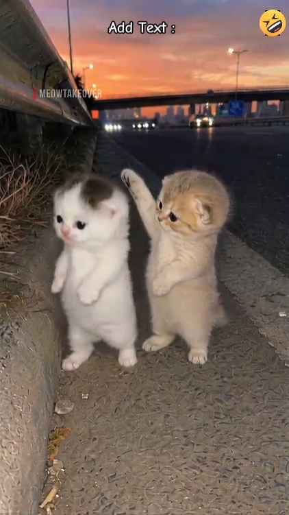 Gatos lindos '