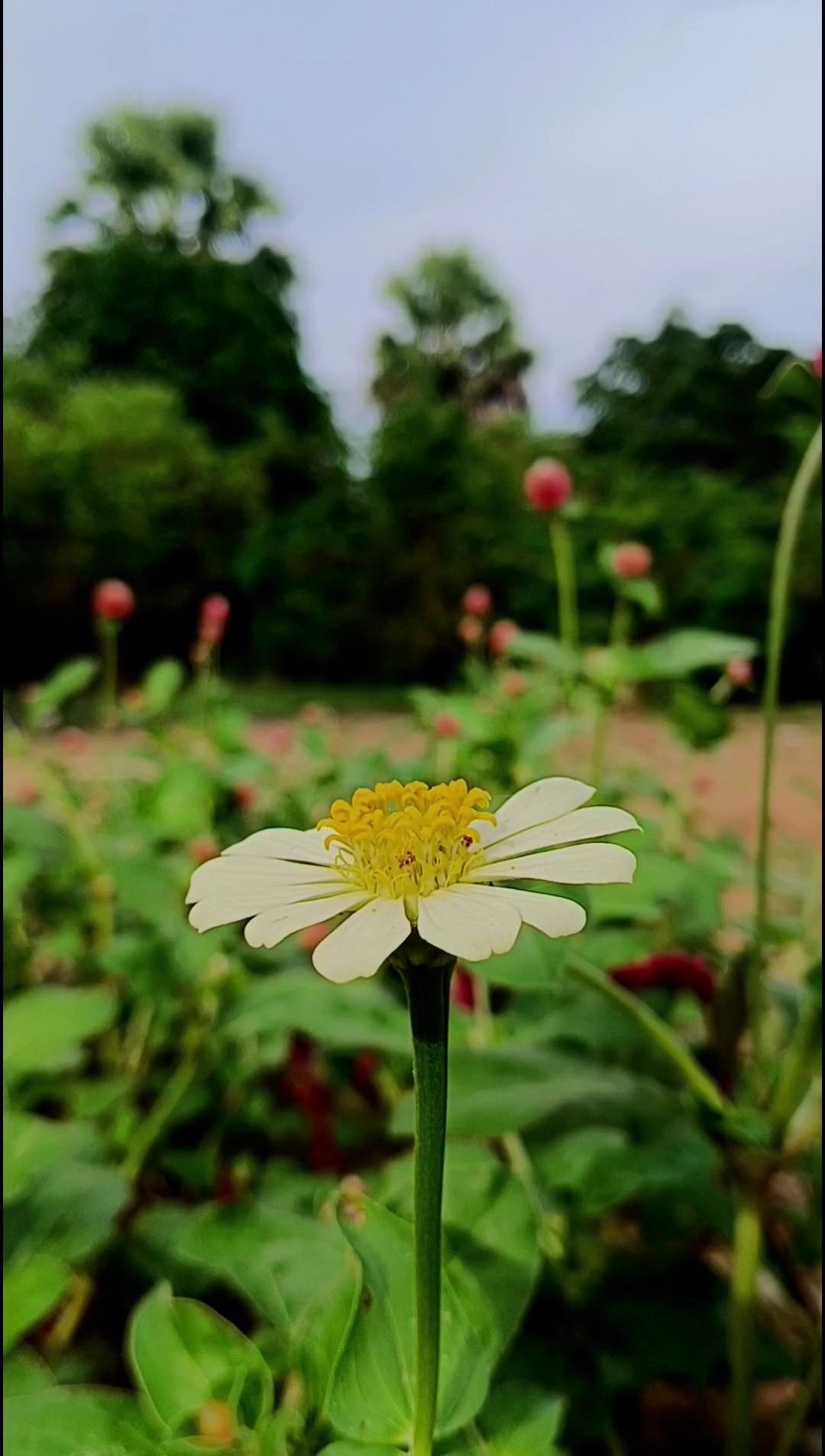 ប្ដីល្អ