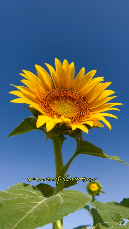 Sonnenblume 