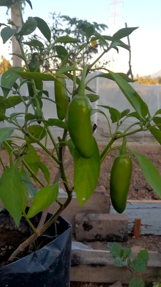 Berkebun