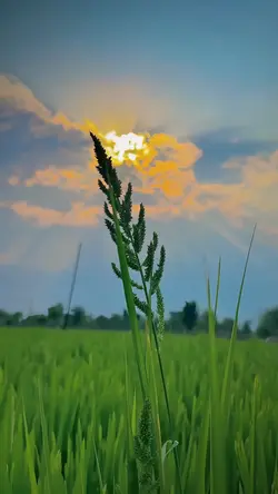 nature aesthetic