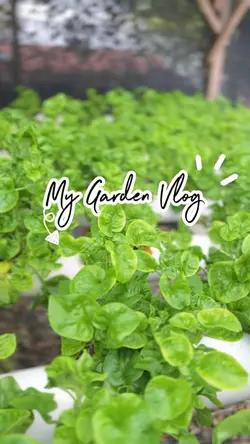 My Mini Garden