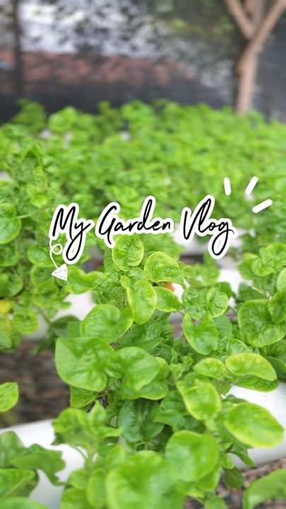 My Mini Garden