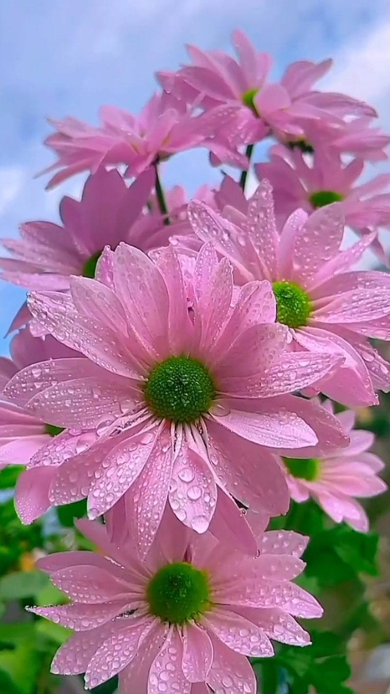 Mis flores