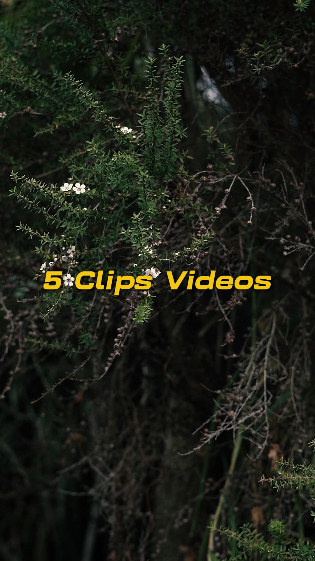 Cinematográfico 5 Vídeos