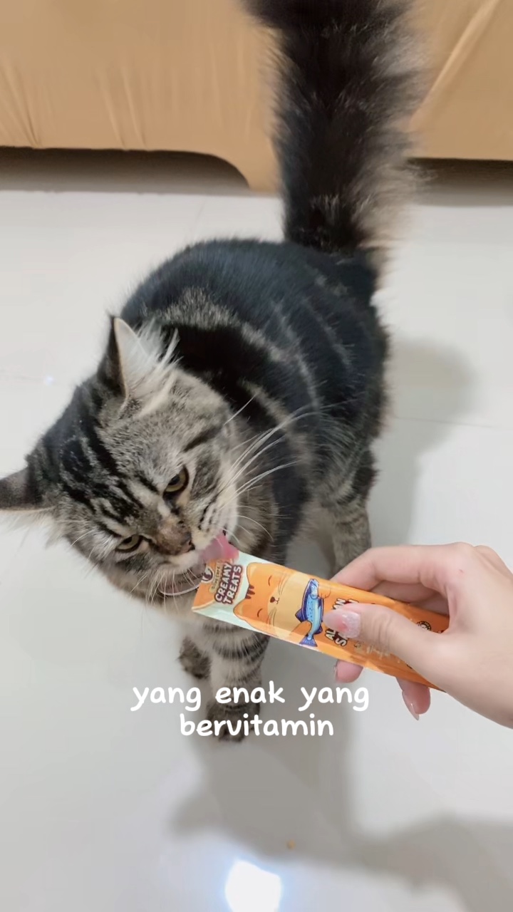 Som kucing