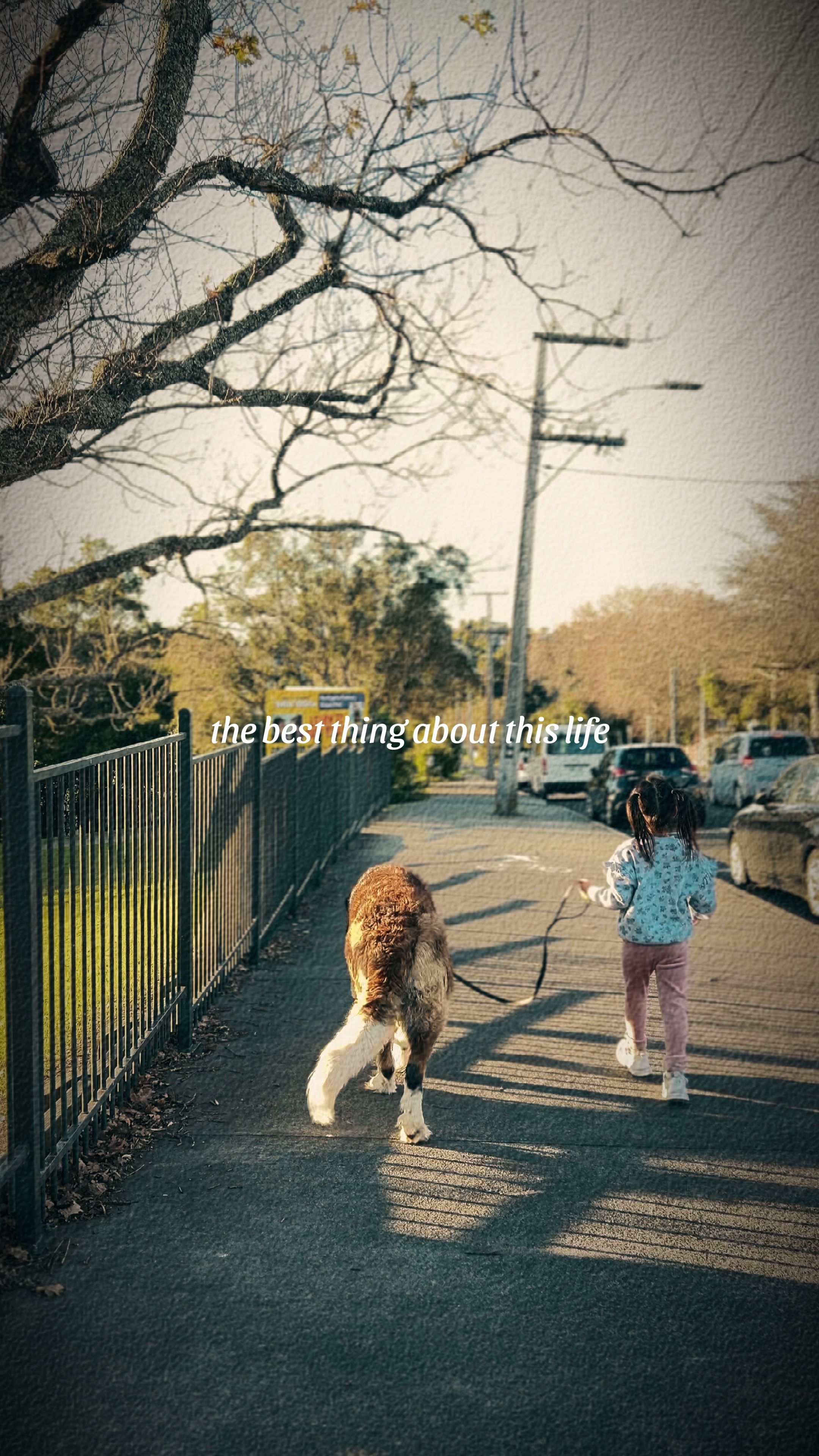 Amitié avec un chien