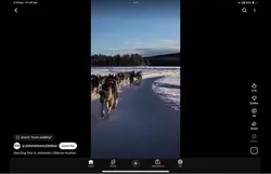 Cinematic huskies