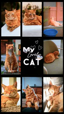My lovely cat