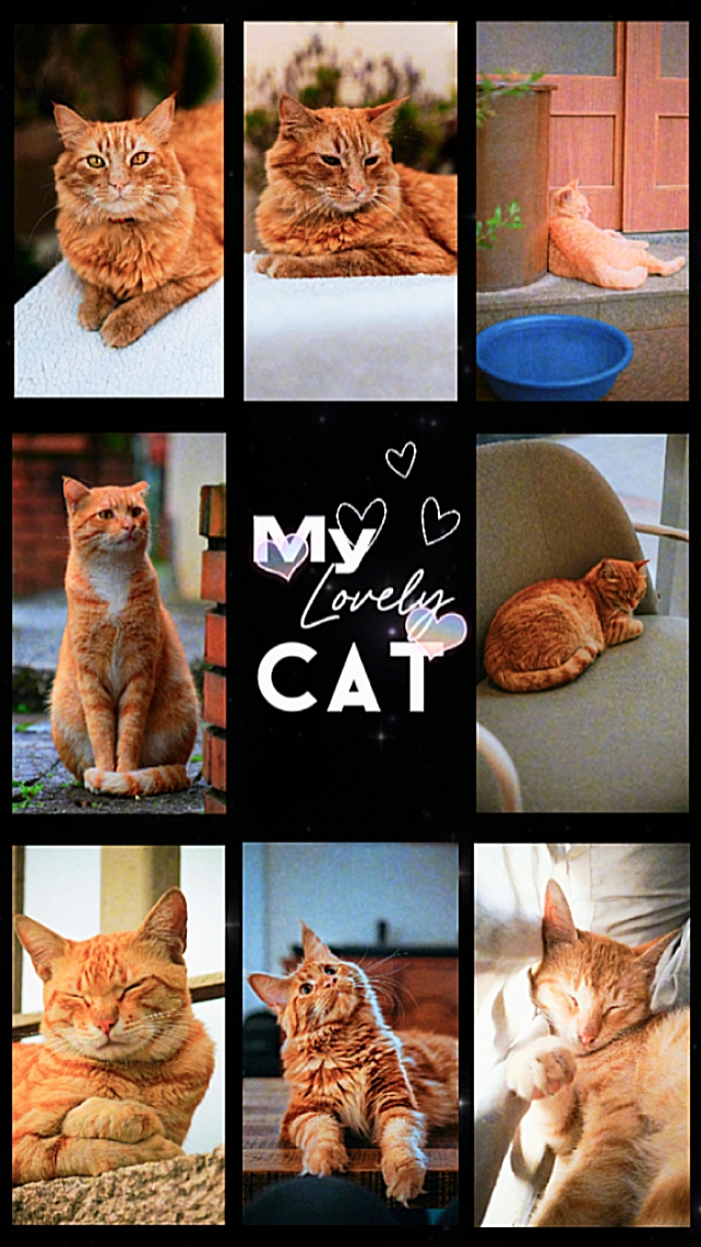 Mi adorable gato