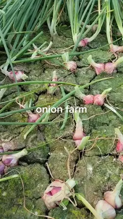 onion  farm 