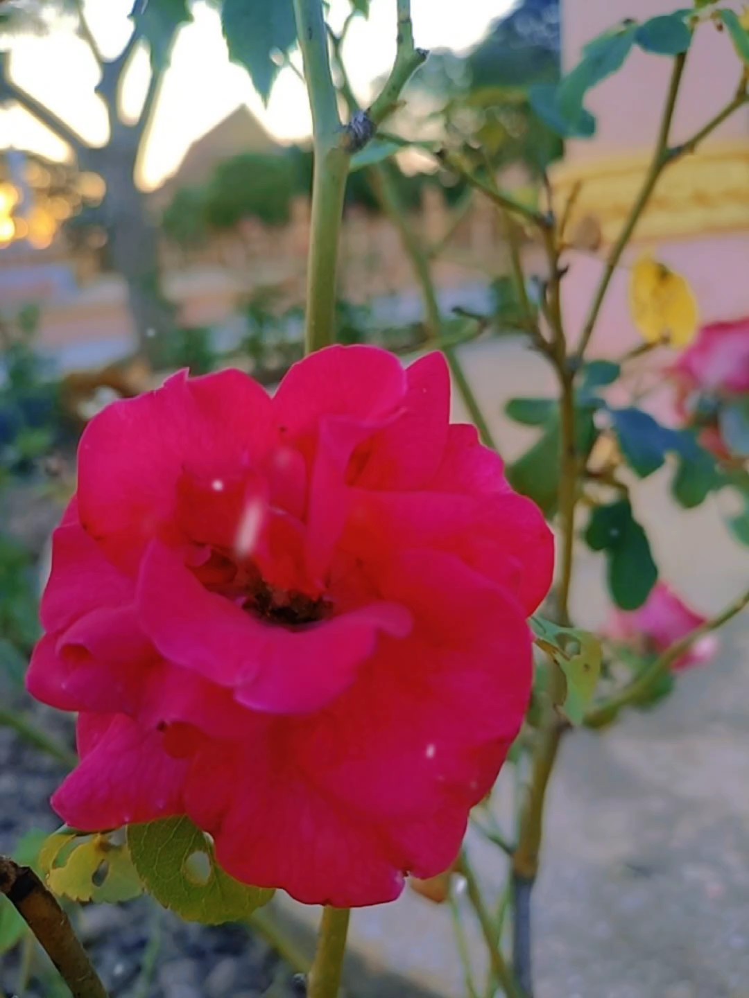 ស្នេហ៍តែអូន