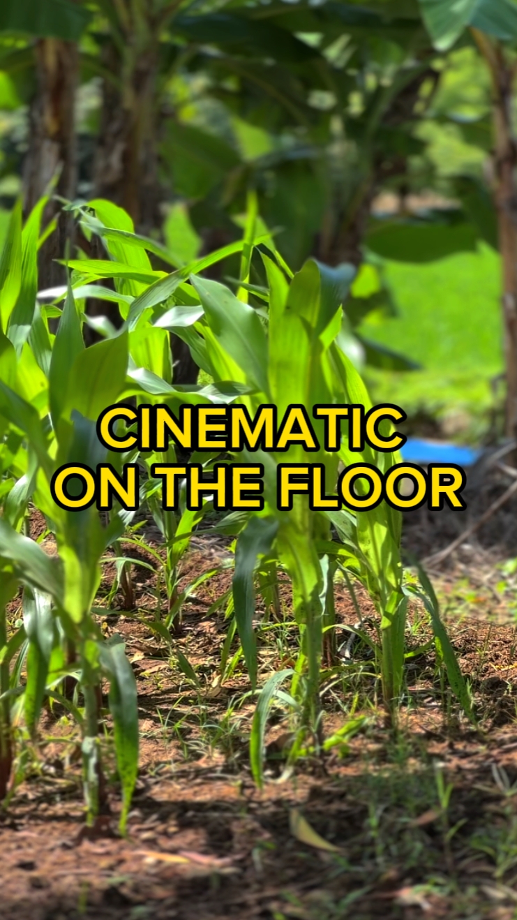 Kece cinematográfica