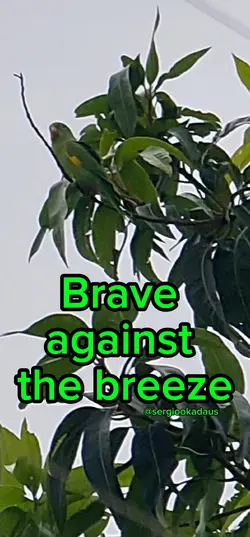 PARAKEET
