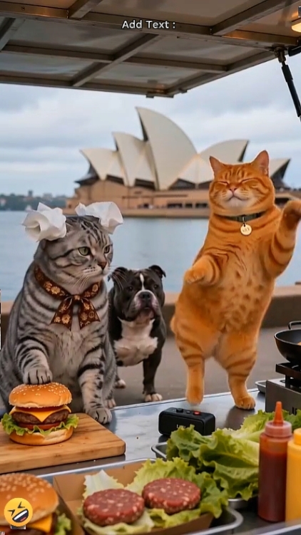 Lustige Katze.. 