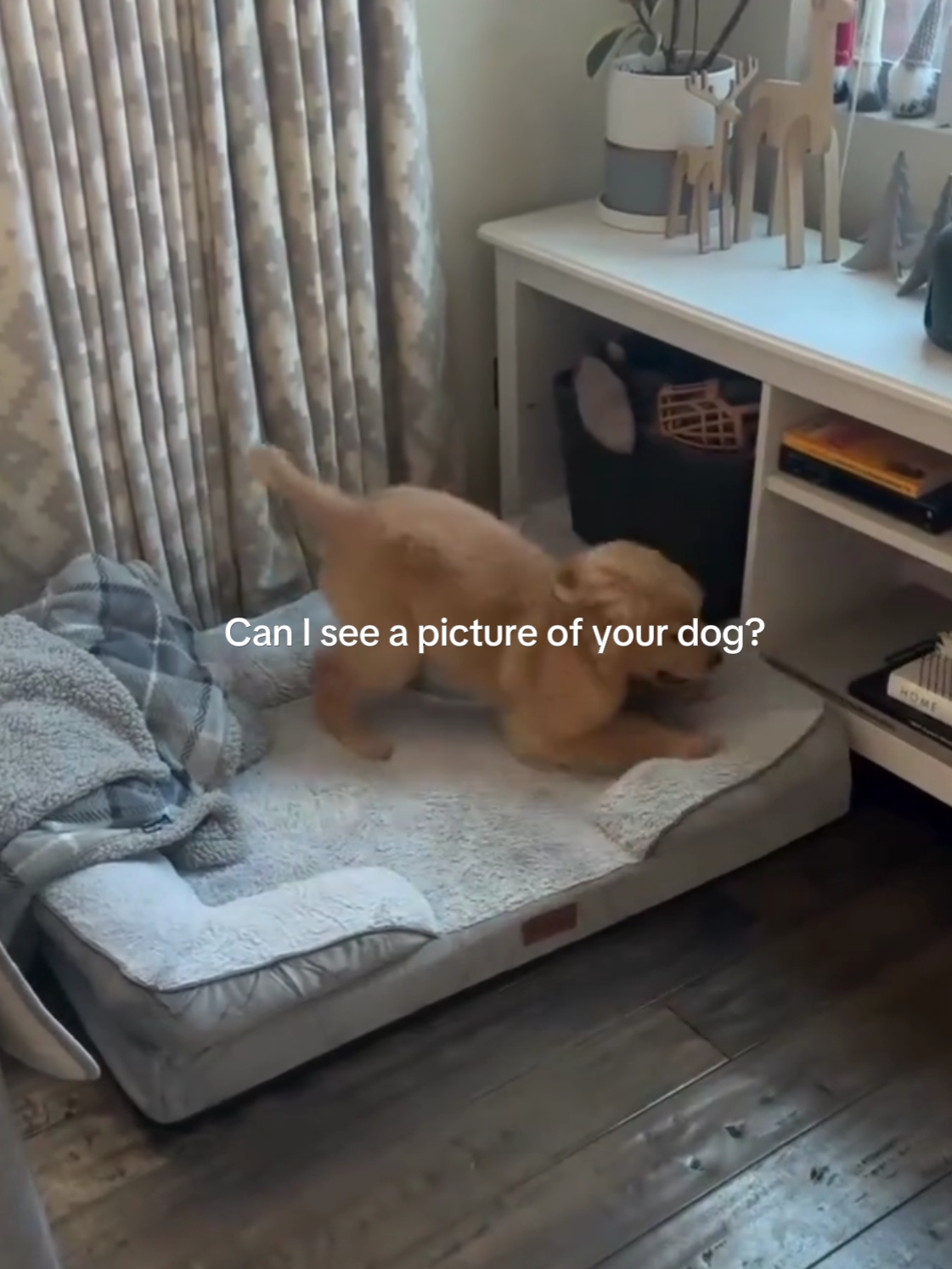 Muéstrame Tu Cachorro