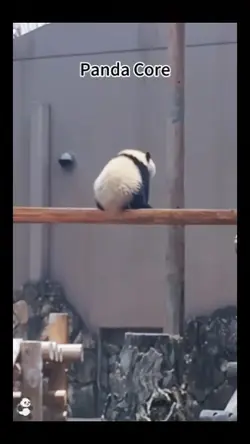panda core