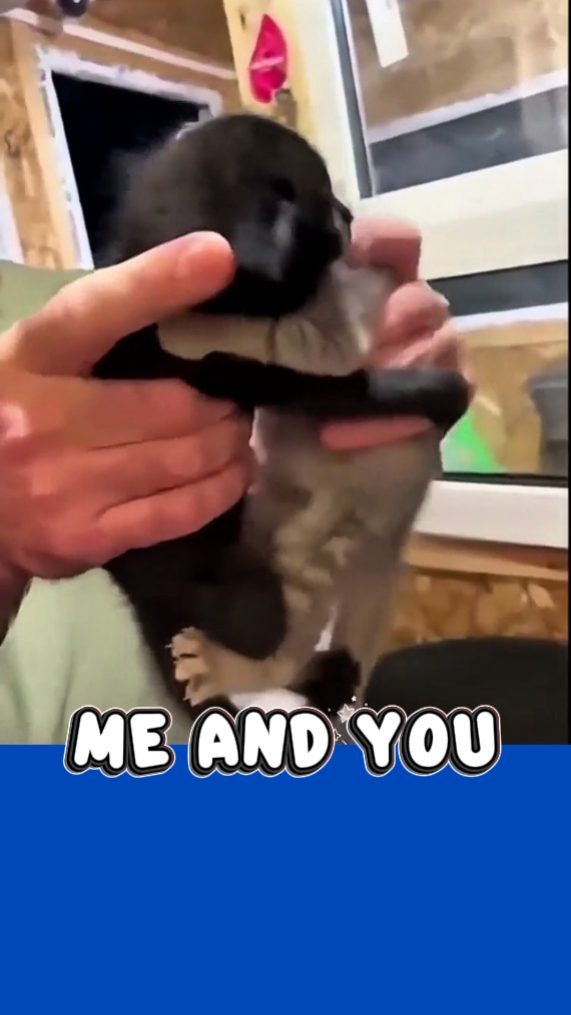 Kucing: Ying dan Yang 