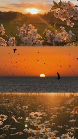 3 grid video