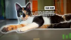 Montagem Cat