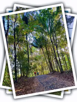 5Pic Aesthetic Frame